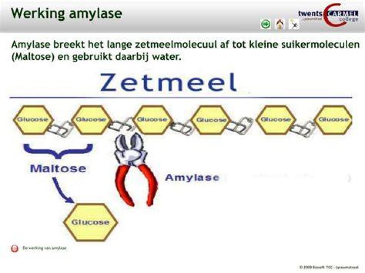 Welk Enzym Breekt Zetmeel Af?