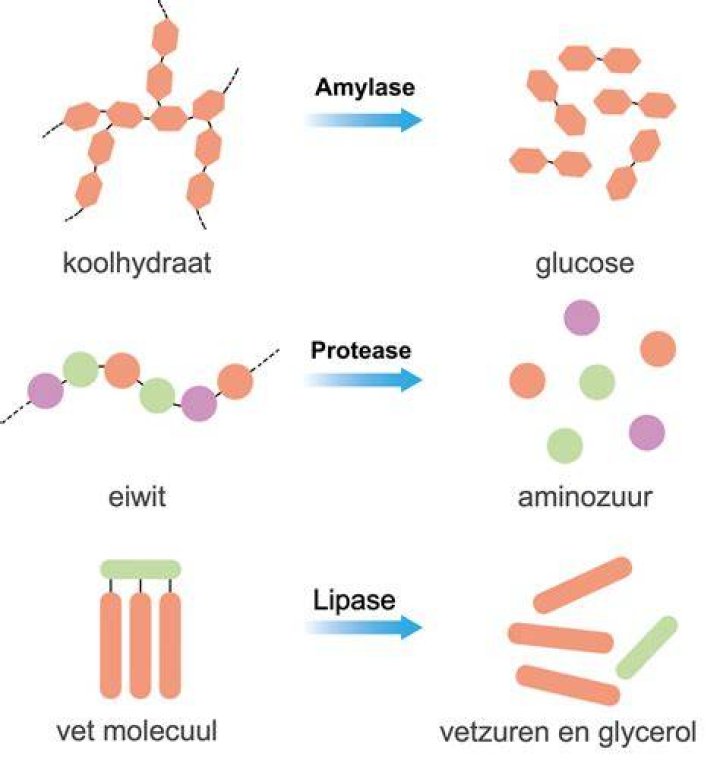 Welk Enzym Verteert Zetmeel?