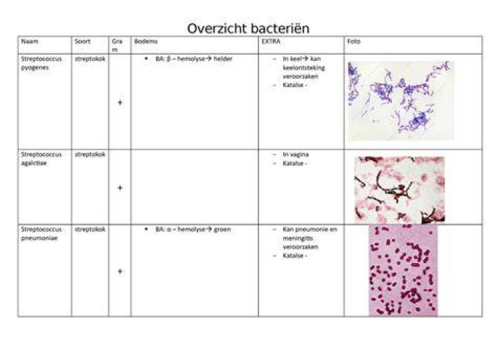 Welke Bacterien Zitten In Yoghurt?