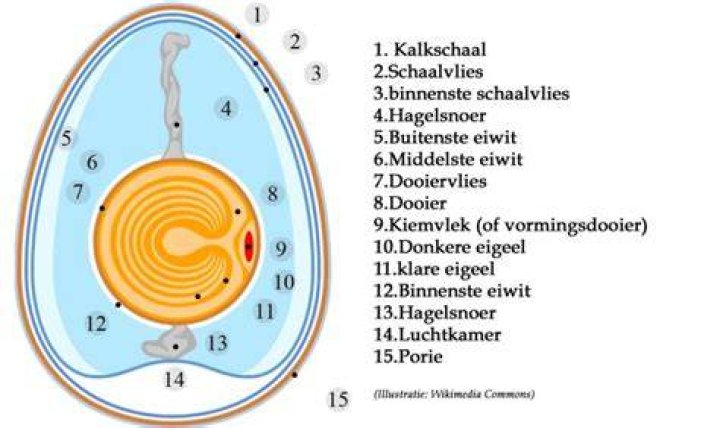 Welke Kant Ei Prikken? (Solved)