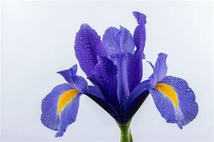 Welke Kleur Is Black Iris?