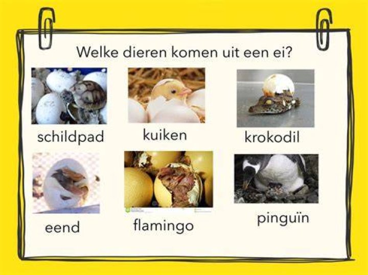 Welke Pokemon Komt Uit Welk Ei? (Solution)