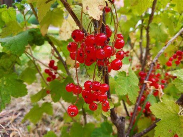 Welke Vitaminen In Rode Bessen?