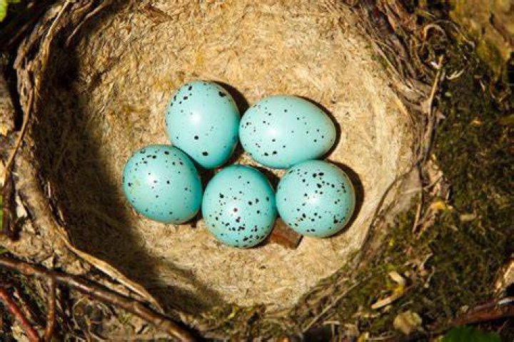 Welke Vogel Legt Een Blauw Ei? (TOP 5 Tips)