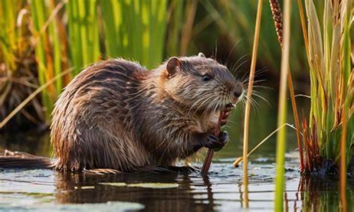 What animal eats cattails?