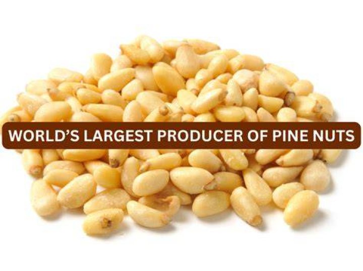 What country produces the most pine nuts?
