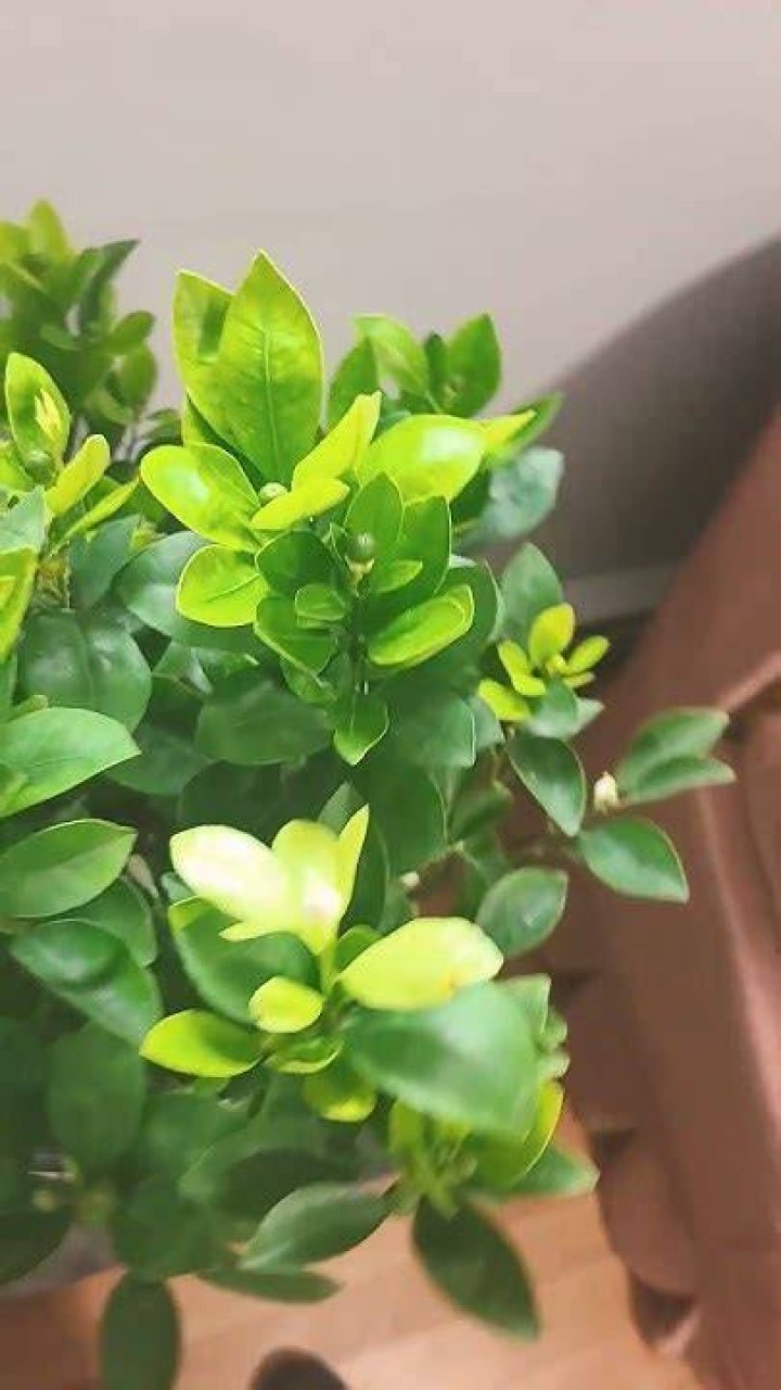 What does a calamondin taste like?