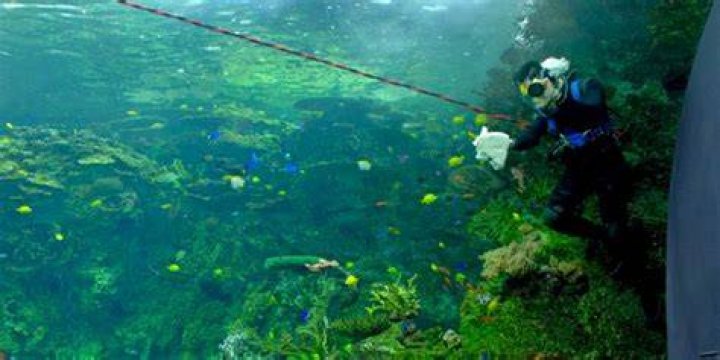 What does an aquarist?