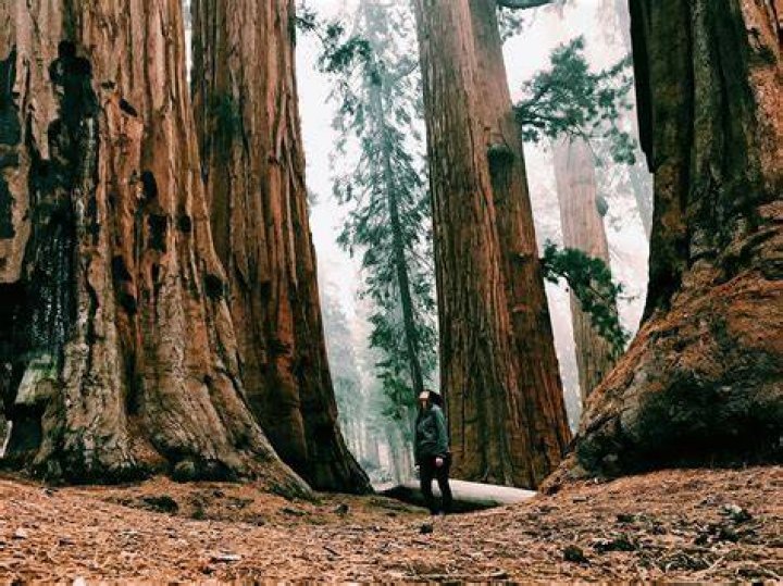 What does Redwood smell like?