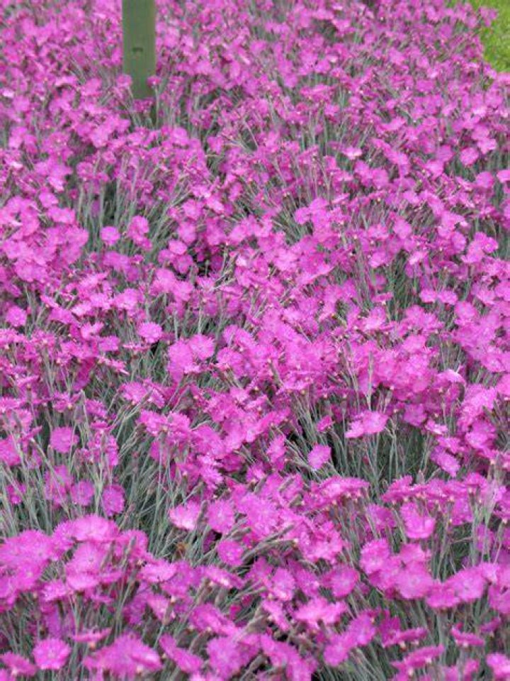 What flowers are also called pinks?