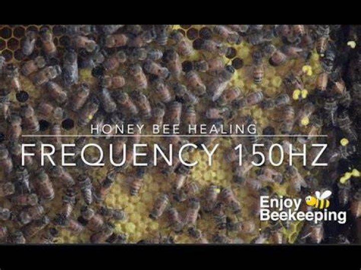 What frequency do bees vibrate at?
