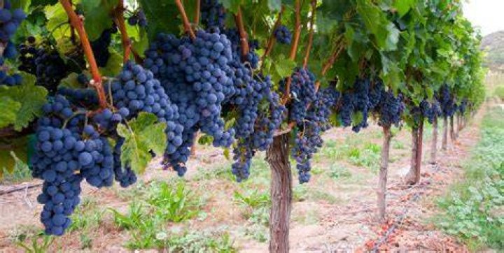What grapes grow best in Florida?