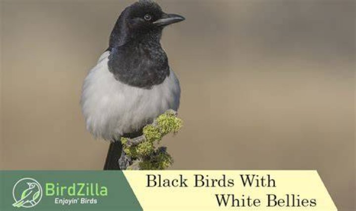 What is a black bird with a white chest and belly?