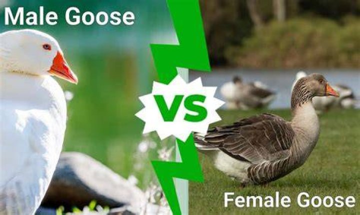 What is a female goose called?
