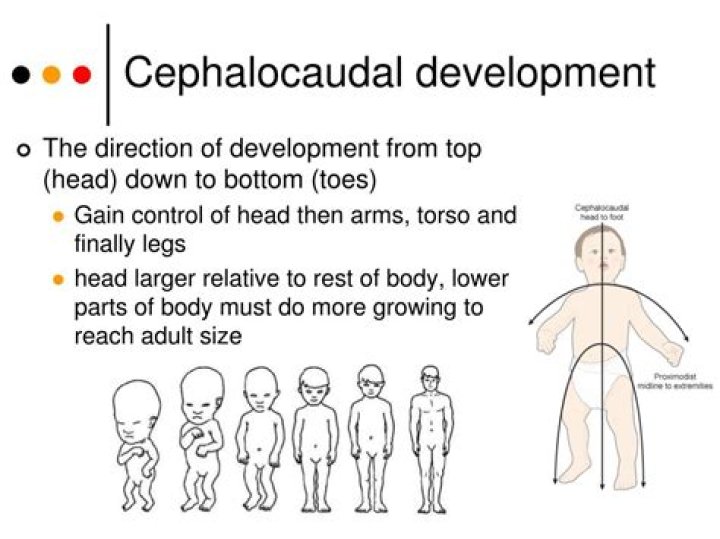 What is an example of Cephalocaudal development?