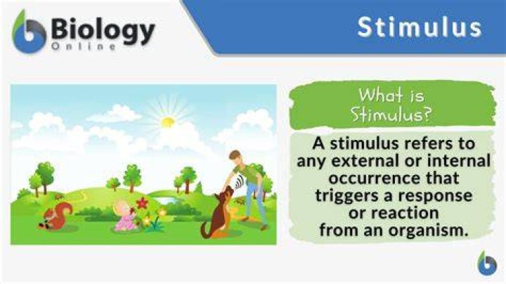 What is stimulus enhancement quizlet?