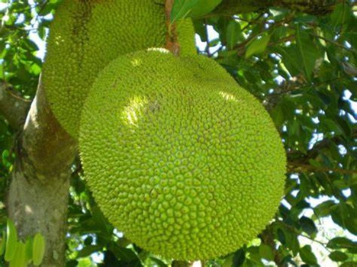 What is the longest fruit name?