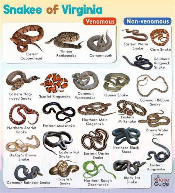 What is the most venomous snake in Virginia?