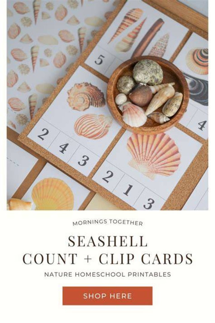 What time do summer shells appear?