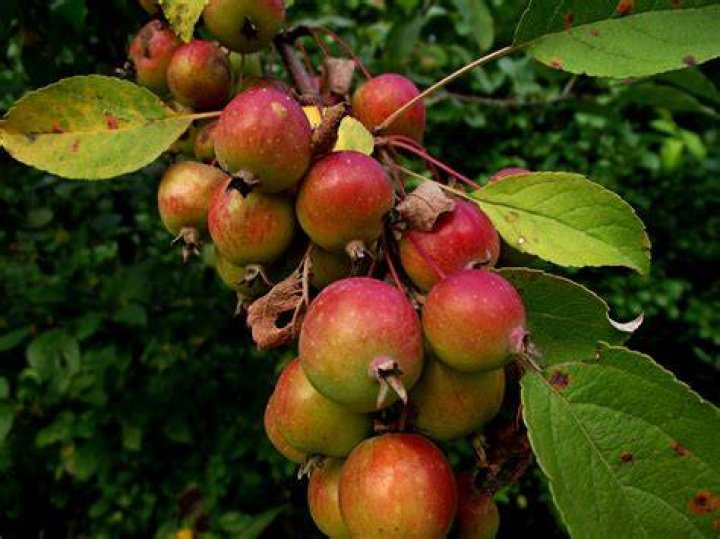 When Should I spray my crab apple tree?