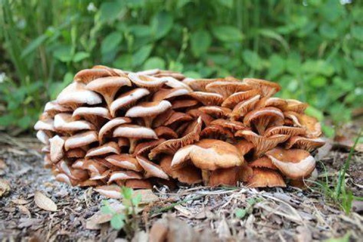 Where do mushrooms grow in New Jersey?