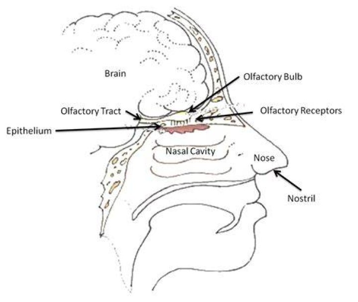 Which nuclei serve as relay stations for olfactory pathways?