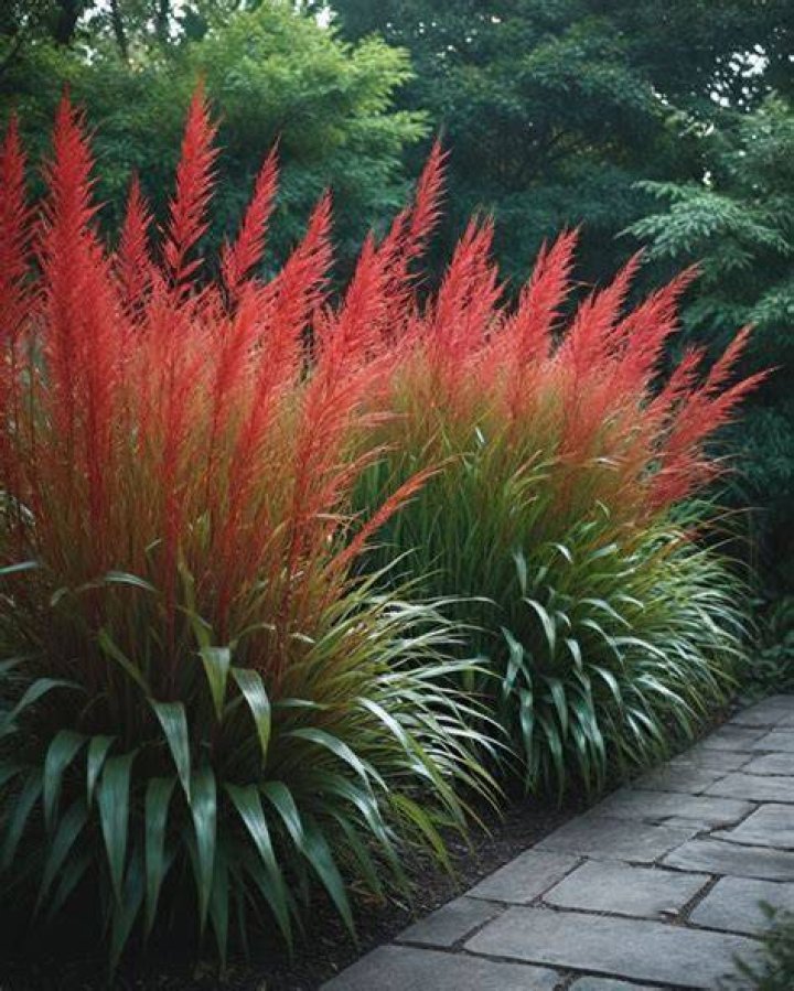 Which plant has tallest grass?