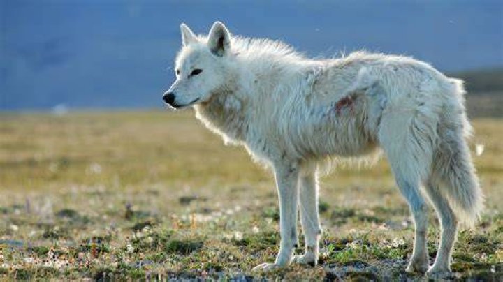 White Falcon, White Wolf | About | Nature