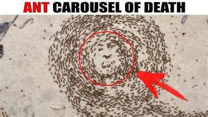 Why do ants go in a circle?
