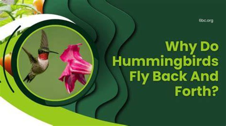 Why do hummingbirds fly back and forth quickly?