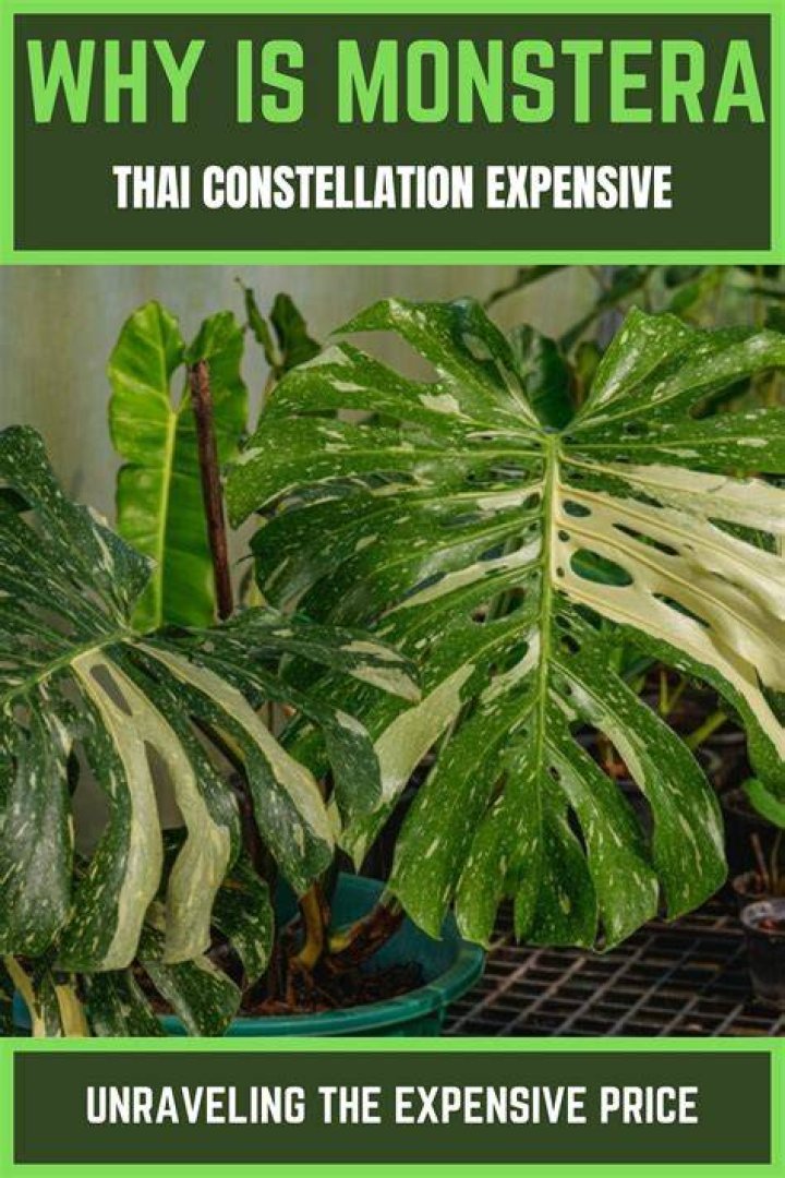 Why is Monstera so expensive?