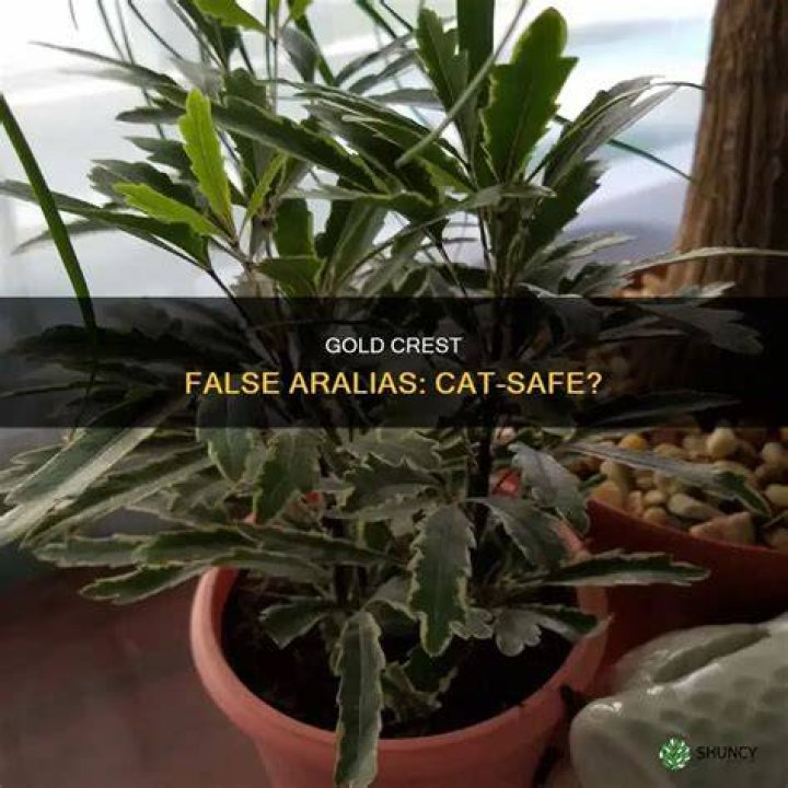 Why is my gold crest False Aralia dying?