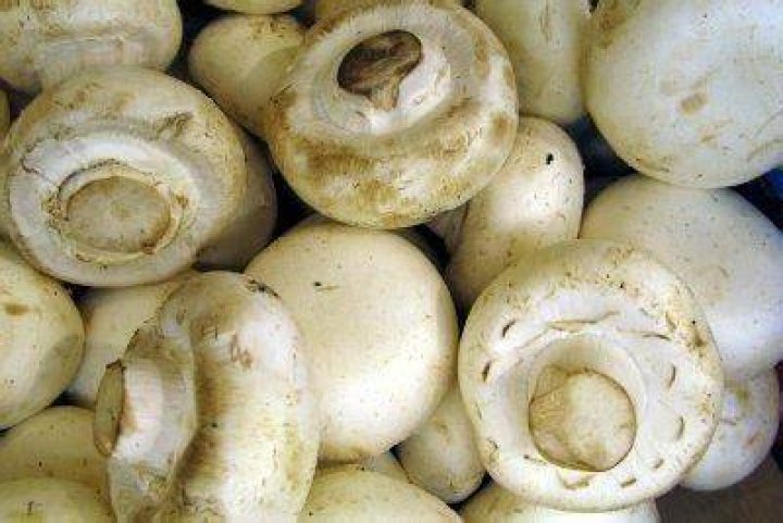 Wie Lange Sind Champignons Genießbar?