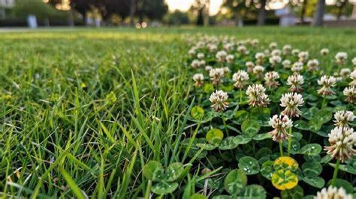 Will clover crowd out grass?
