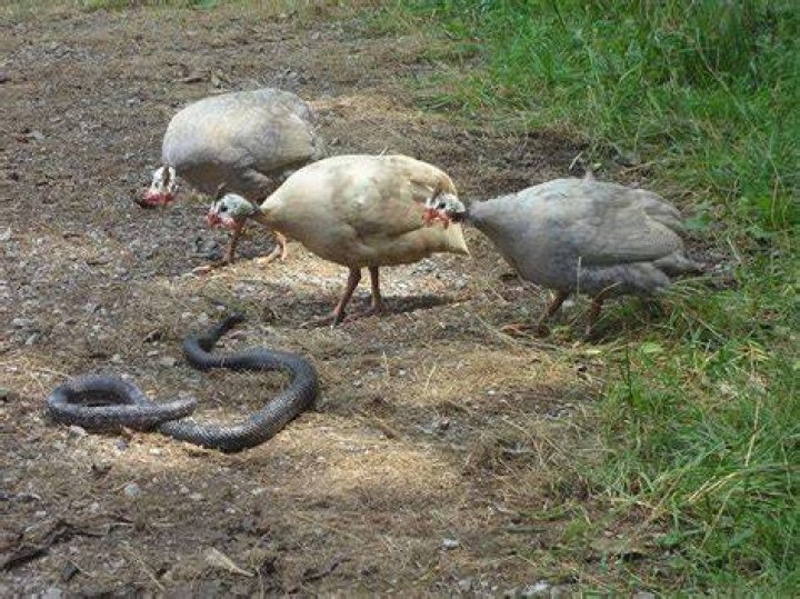Will guineas kill a snake?