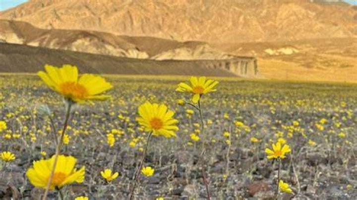 Will there be a super-bloom in Death Valley in 2021?